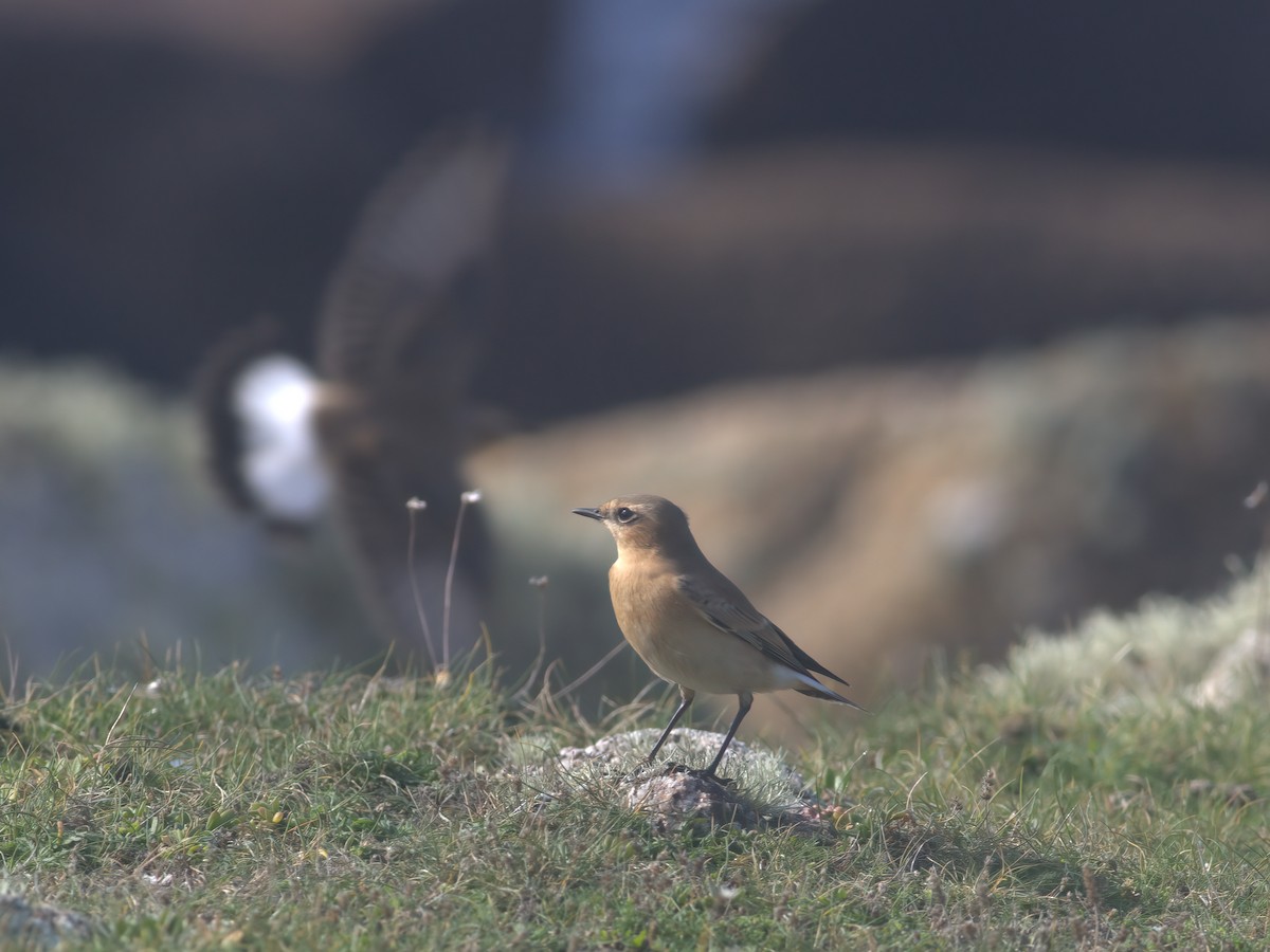 Northern Wheatear - ML643481460