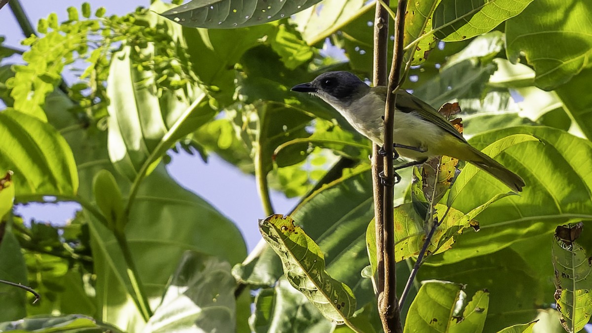 Selayar Whistler - ML643481461