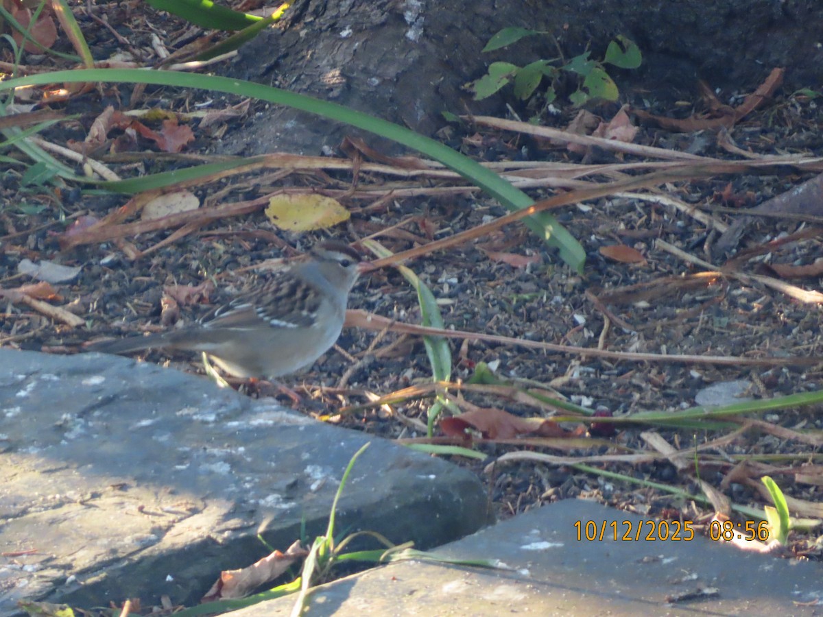White-crowned Sparrow - ML643481464