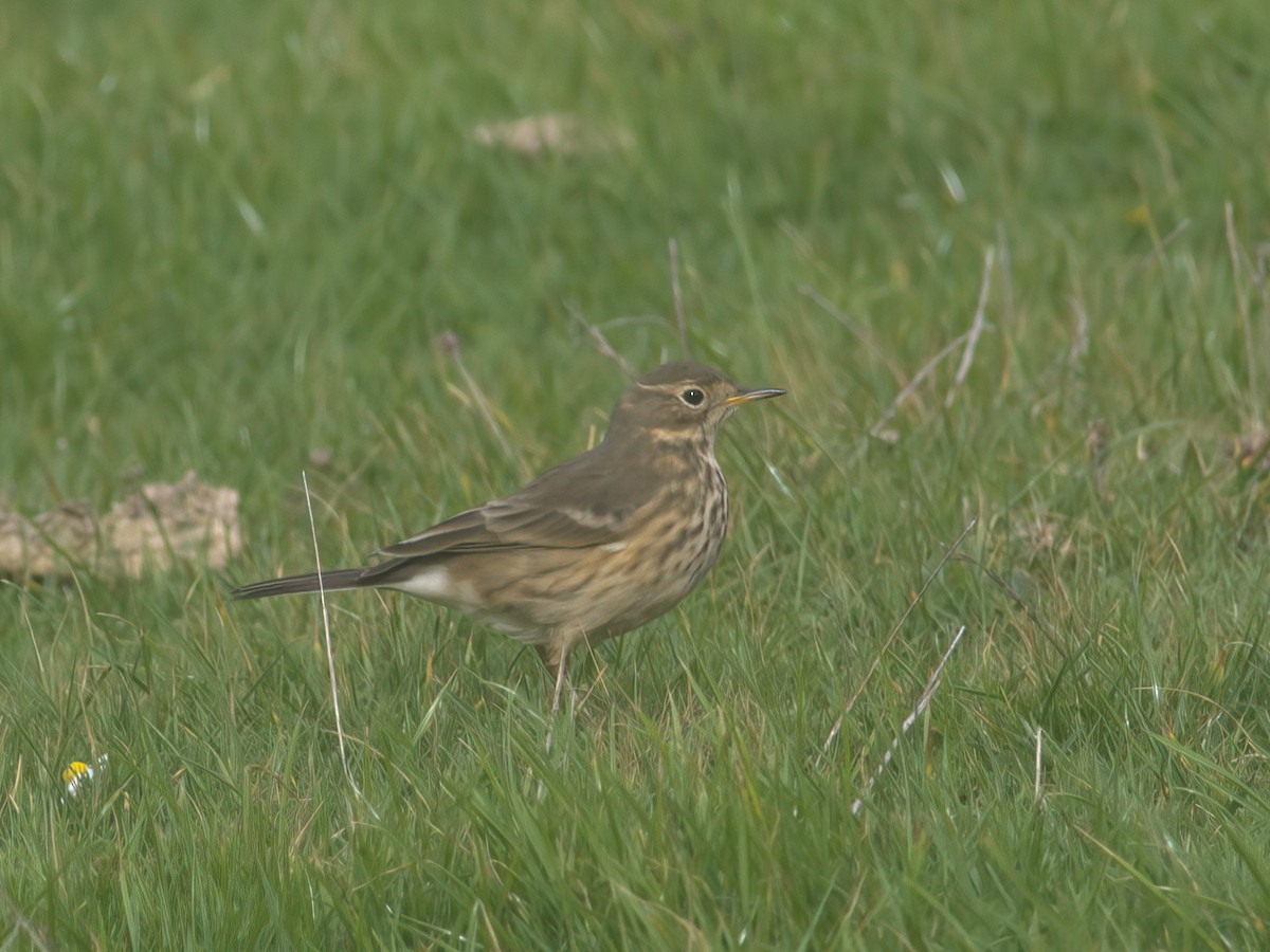American Pipit - ML643481466
