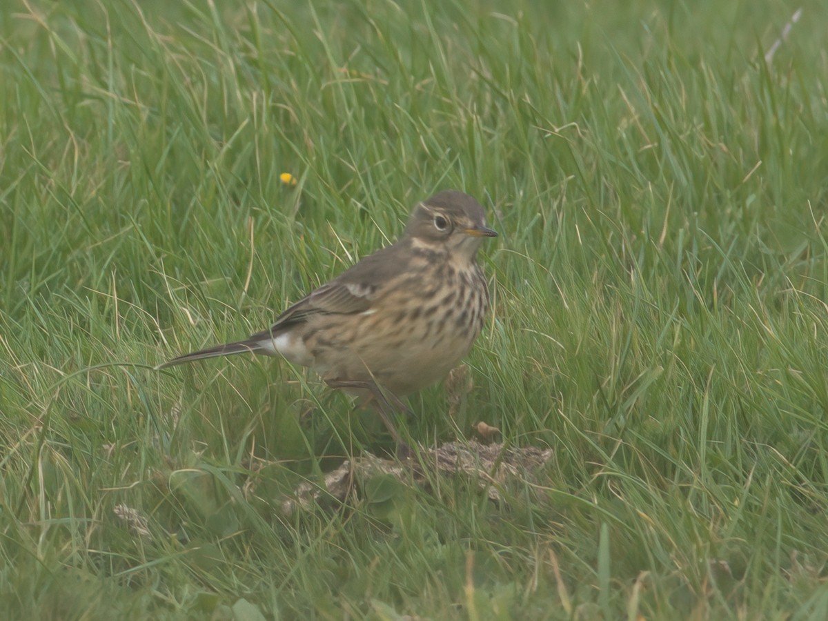 American Pipit - ML643481467