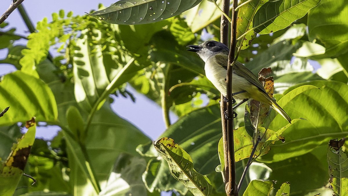 Selayar Whistler - ML643481470