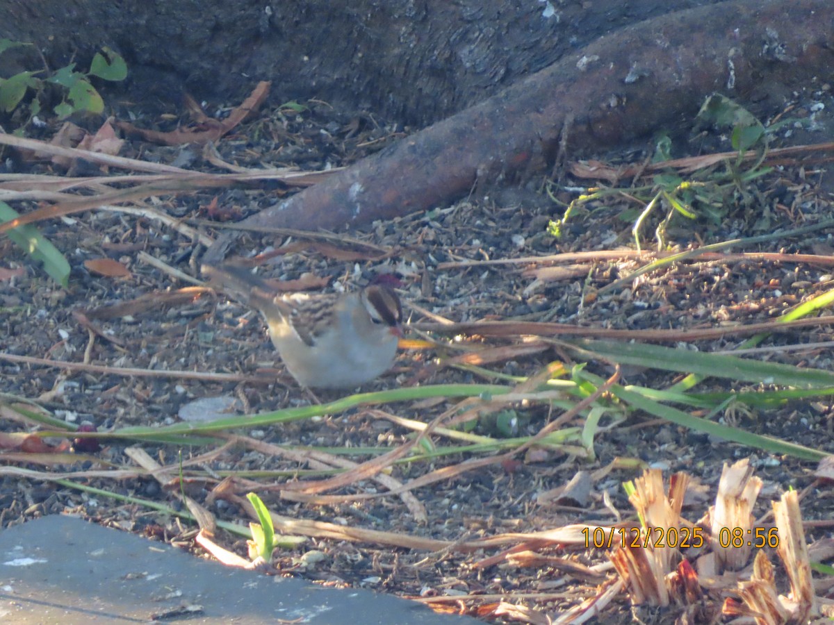White-crowned Sparrow - ML643481471