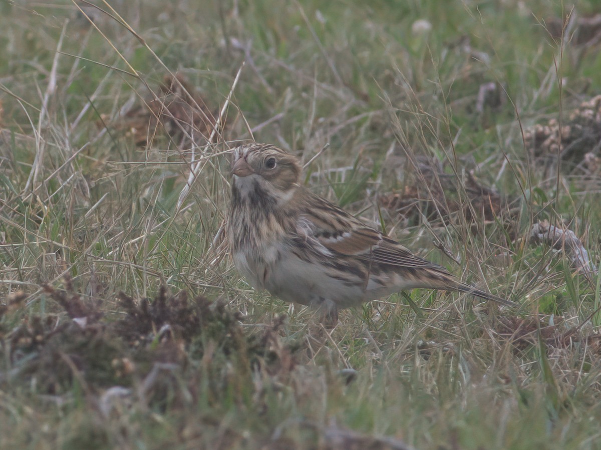 Lapland Longspur - ML643481473