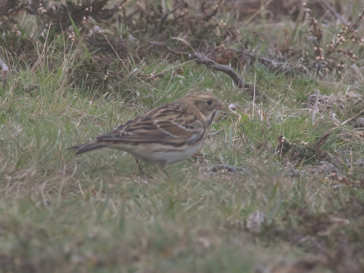 Lapland Longspur - ML643481474