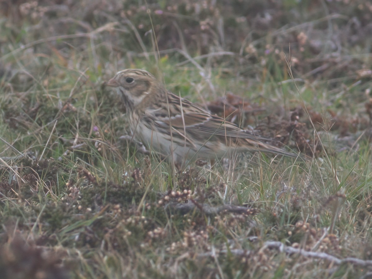Lapland Longspur - ML643481475