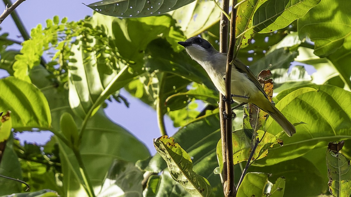 Selayar Whistler - ML643481476