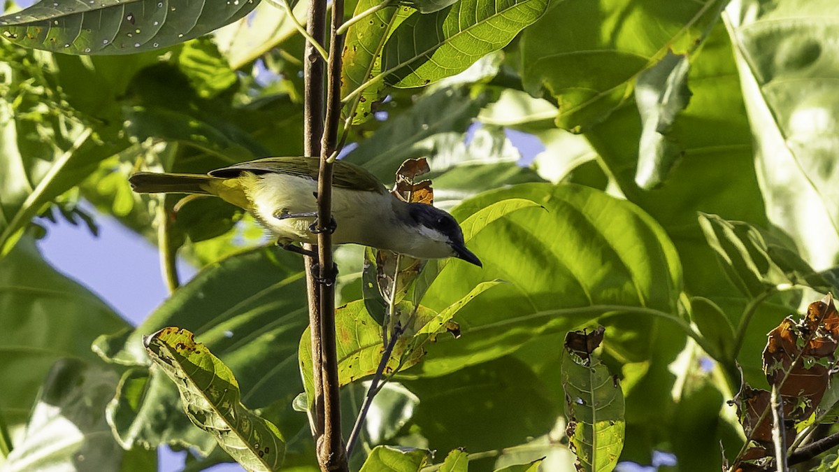 Selayar Whistler - ML643481477