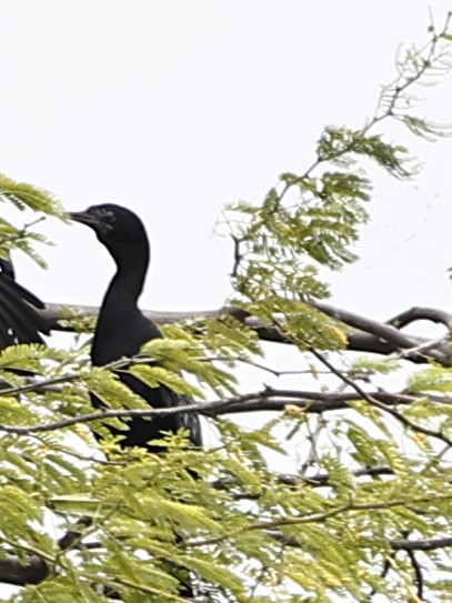 Indian Cormorant - ML643481483