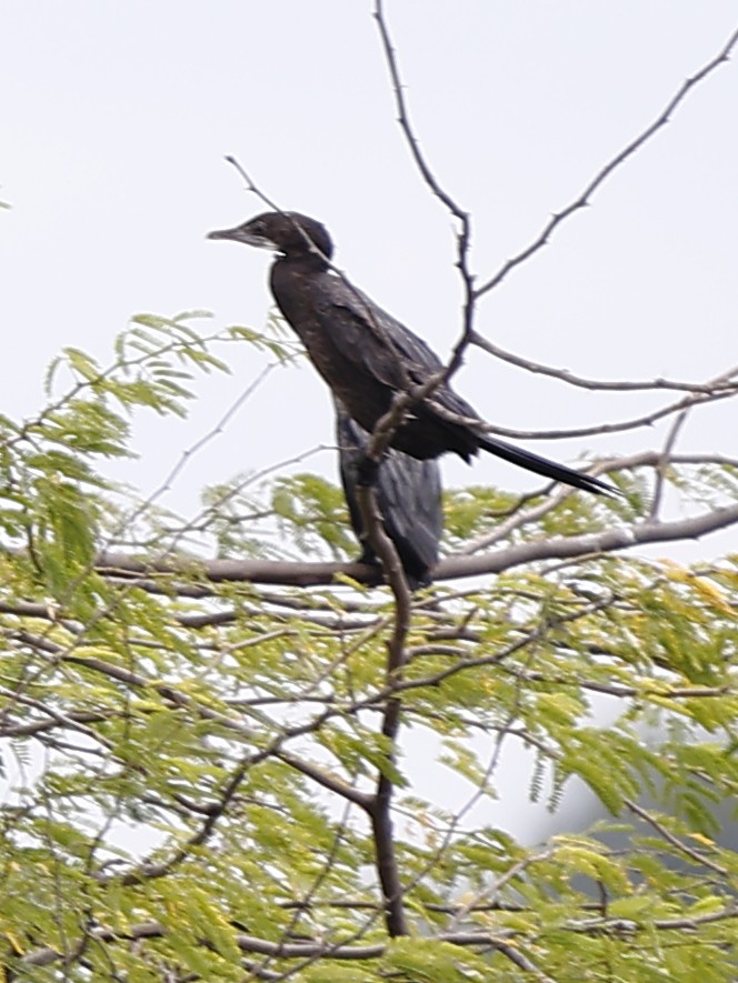 Indian Cormorant - ML643481484