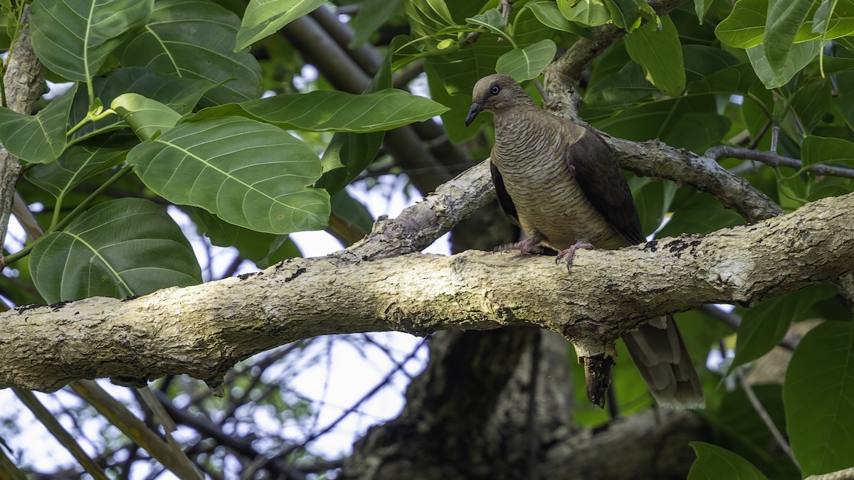 Flores Sea Cuckoo-Dove - ML643481486