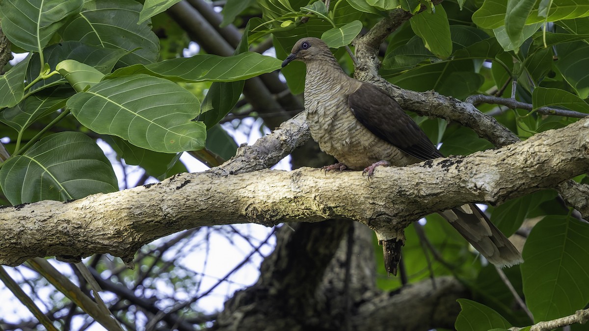 Flores Sea Cuckoo-Dove - ML643481489