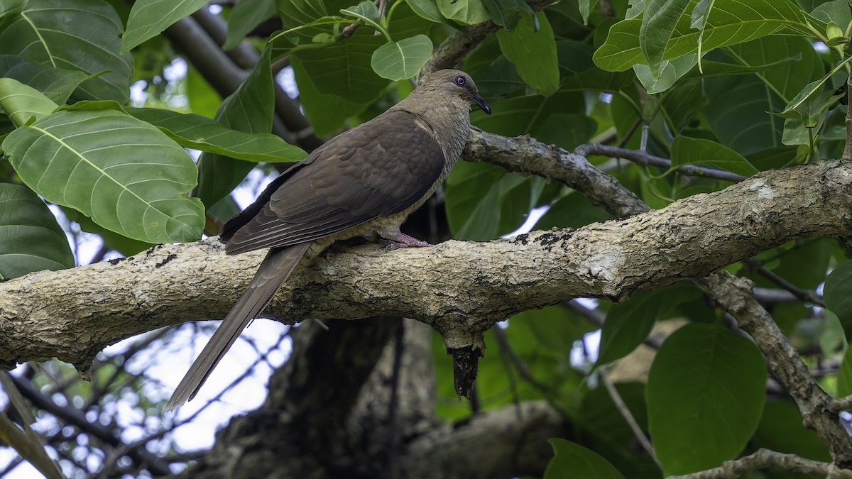 Flores Sea Cuckoo-Dove - ML643481500