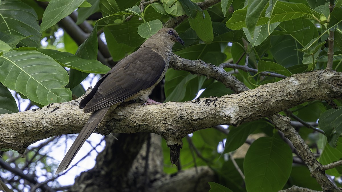 Flores Sea Cuckoo-Dove - ML643481501