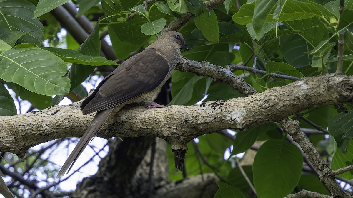 Flores Sea Cuckoo-Dove - ML643481503