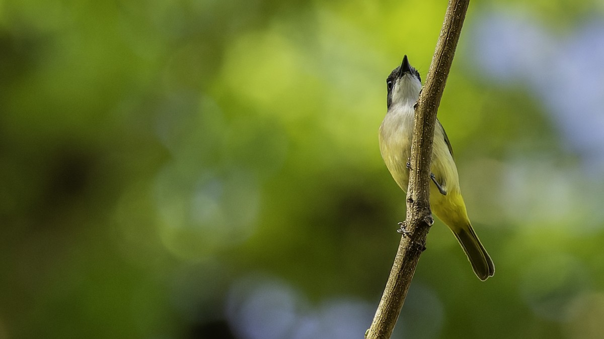 Selayar Whistler - ML643481508