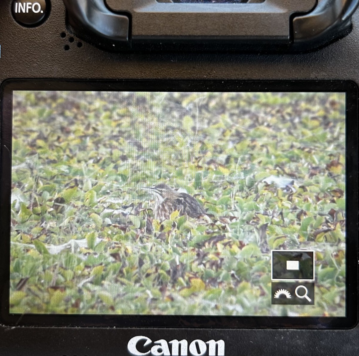 American Bittern - ML643481510