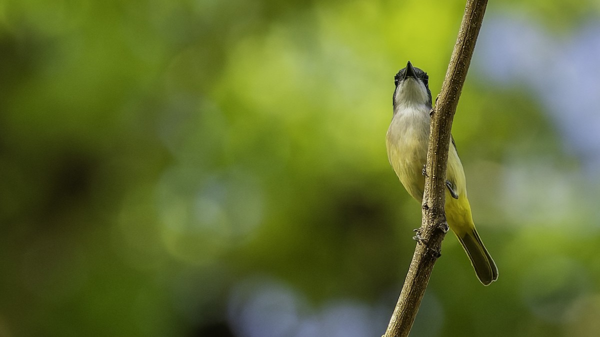 Selayar Whistler - ML643481511