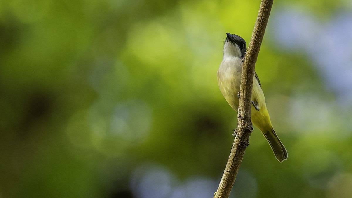 Selayar Whistler - ML643481513