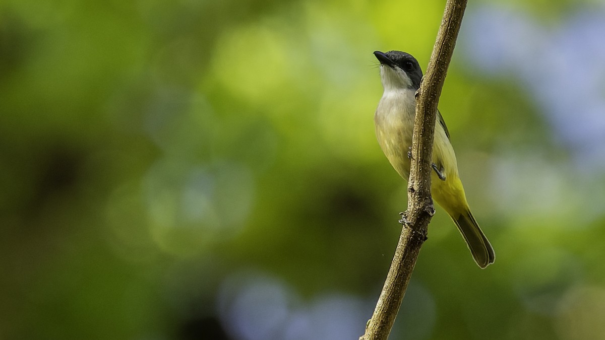 Selayar Whistler - ML643481516