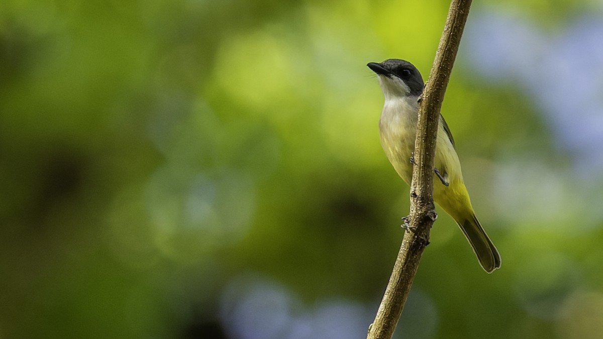 Selayar Whistler - ML643481517