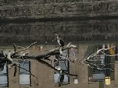 Great Cormorant - ML643481523