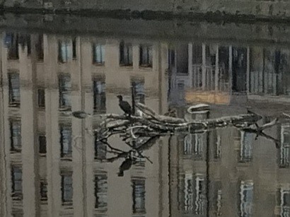 Great Cormorant - ML643481524