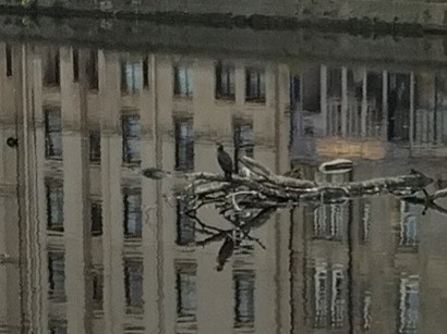 Great Cormorant - ML643481525