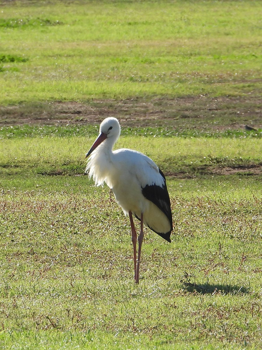 White Stork - ML643481532