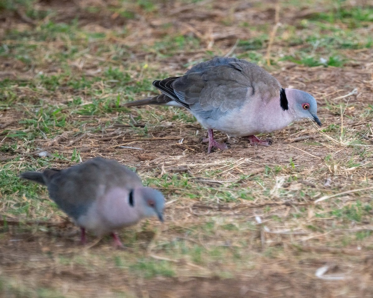 Mourning Collared-Dove - ML643481541