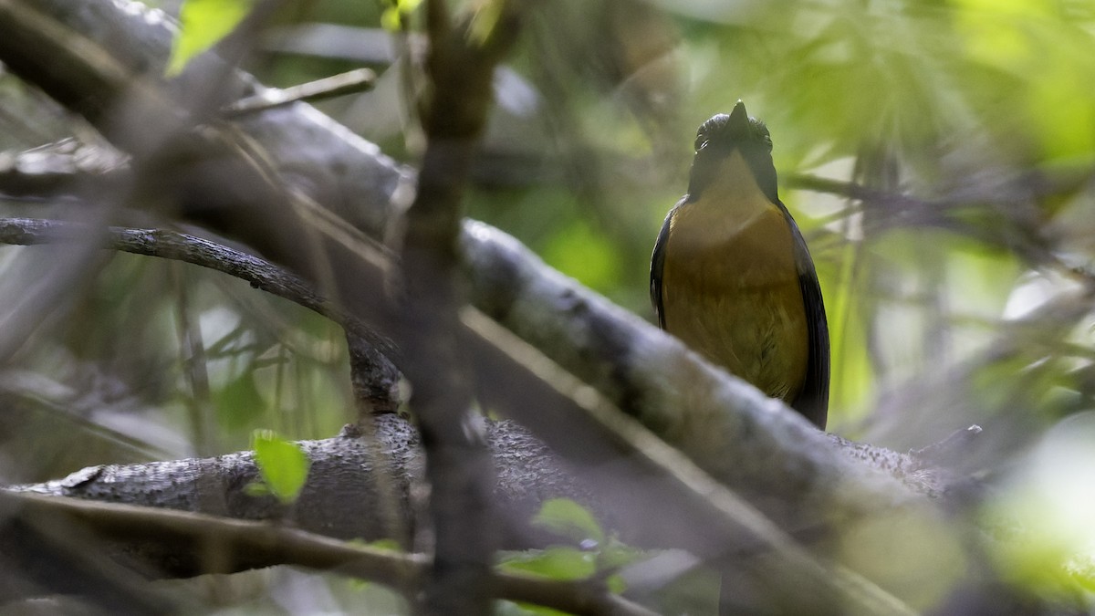 Sulawesi Blue Flycatcher - ML643481552
