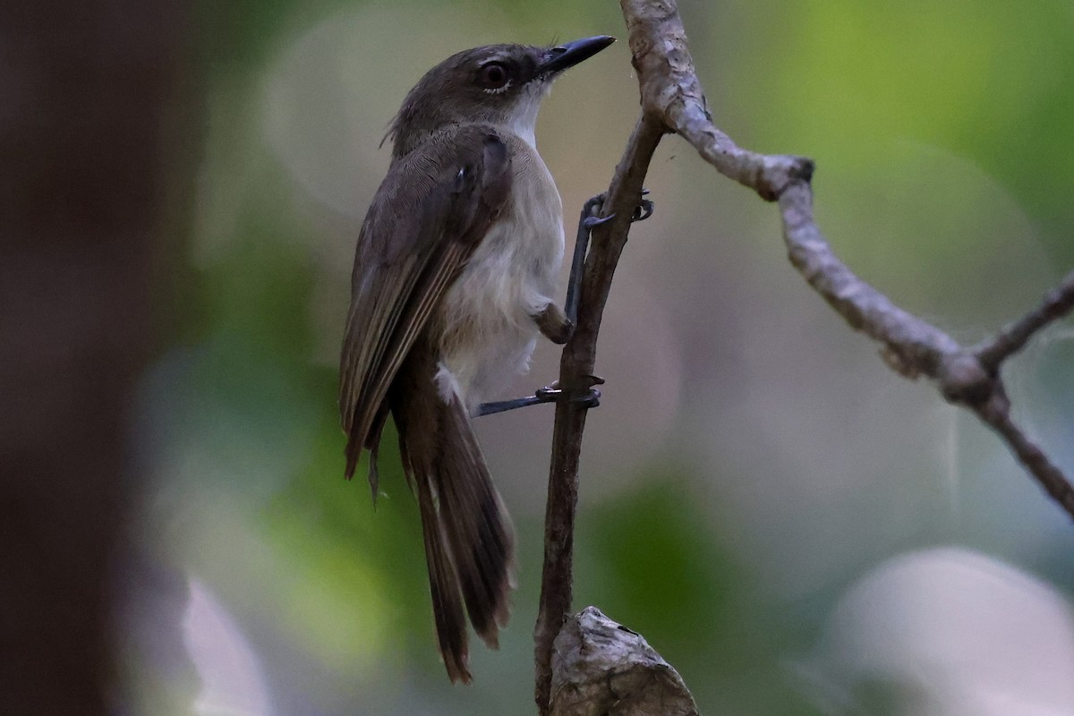 Large-billed Gerygone - ML643481554