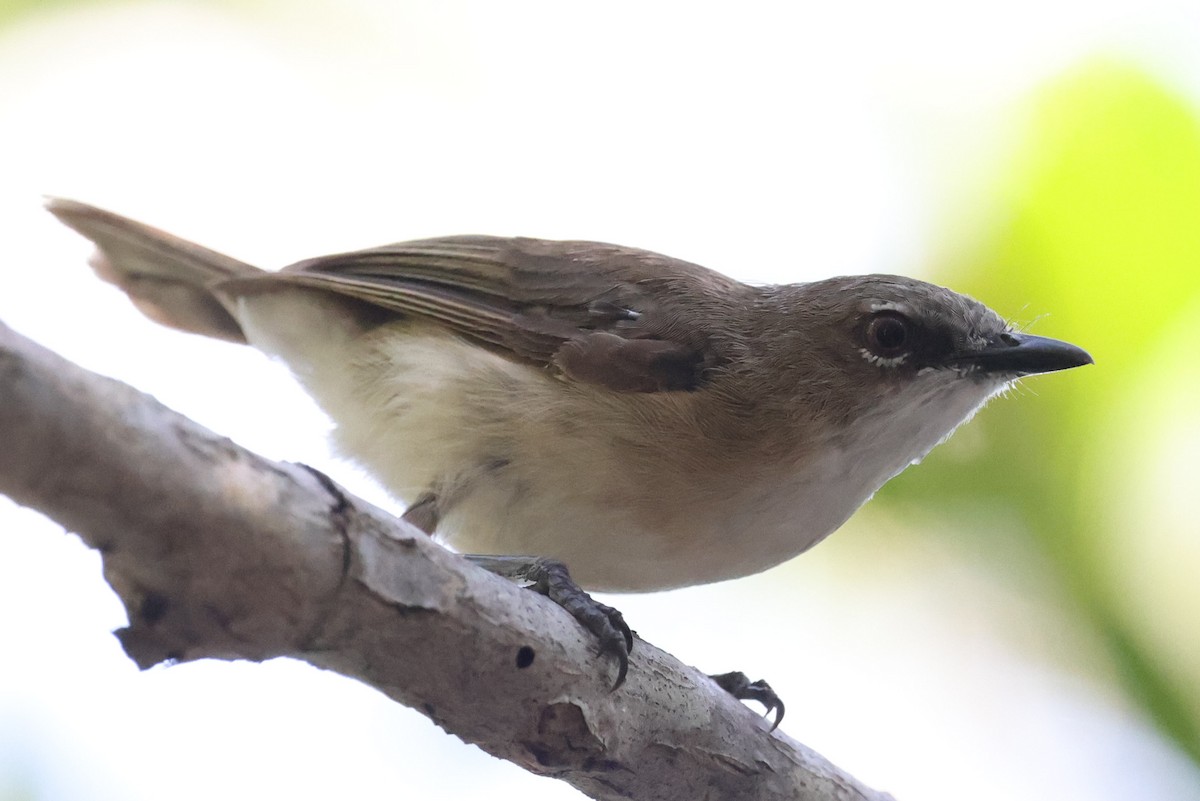 Large-billed Gerygone - ML643481555
