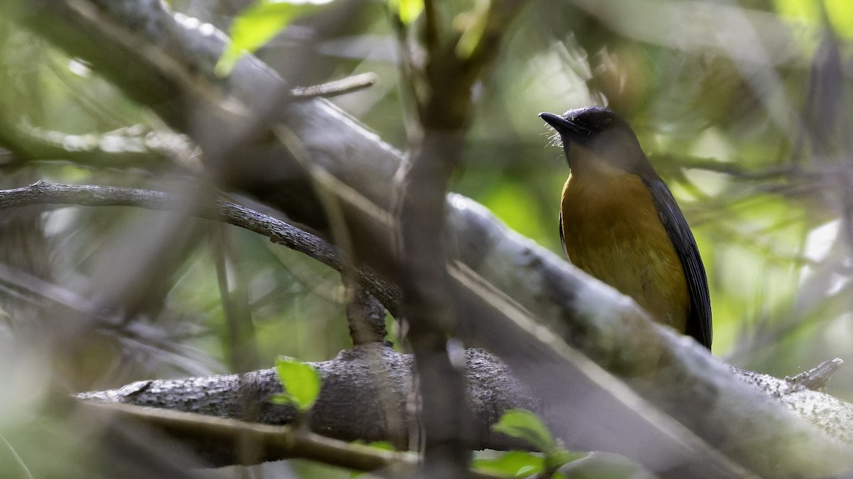 Sulawesi Blue Flycatcher - ML643481556