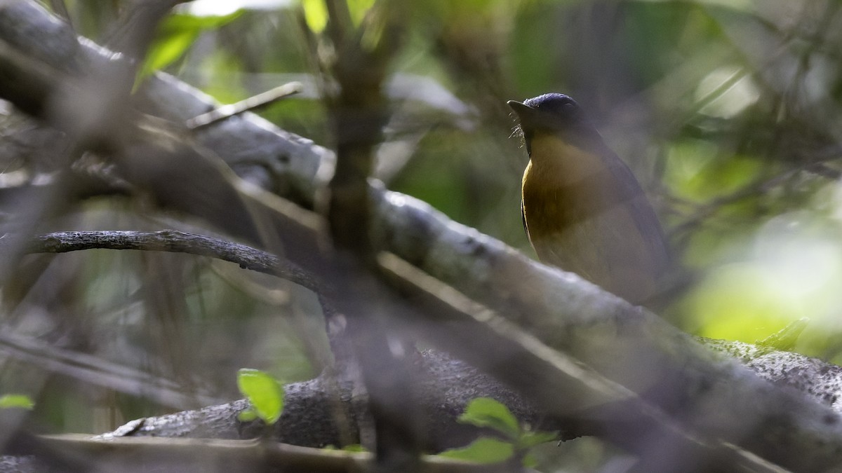 Sulawesi Blue Flycatcher - ML643481559