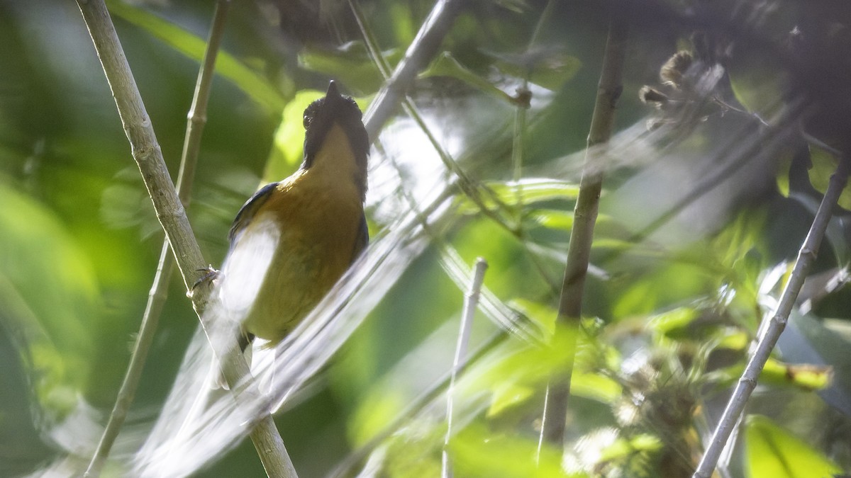 Sulawesi Blue Flycatcher - ML643481562