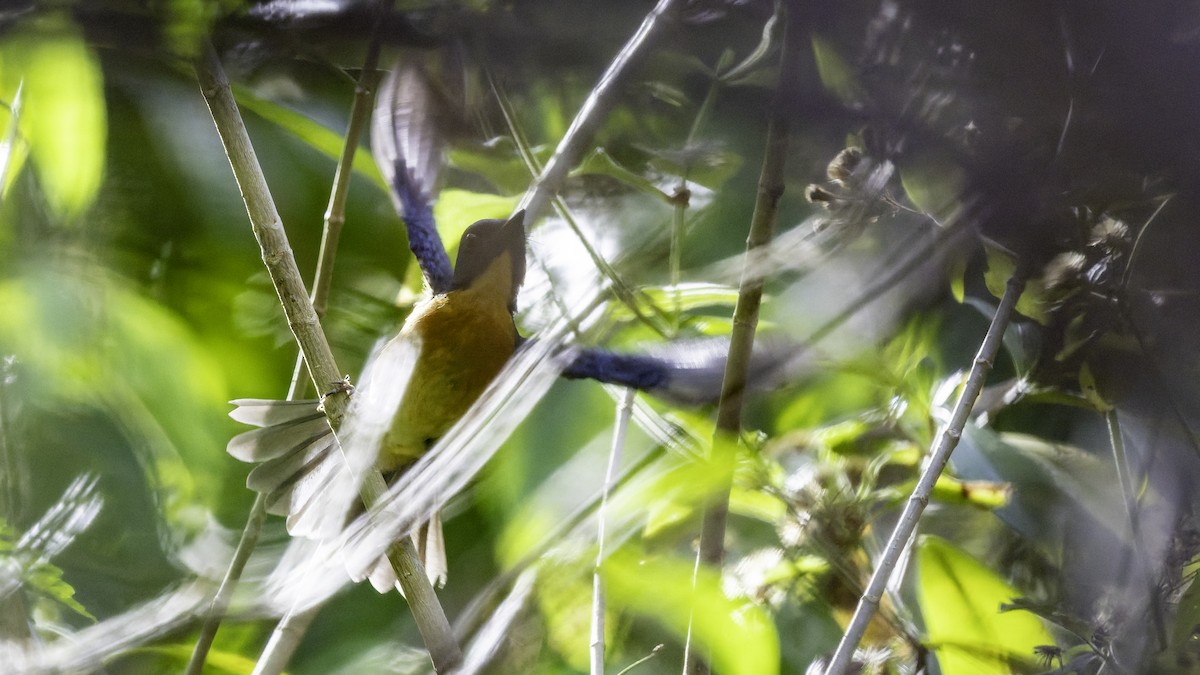 Sulawesi Blue Flycatcher - ML643481566