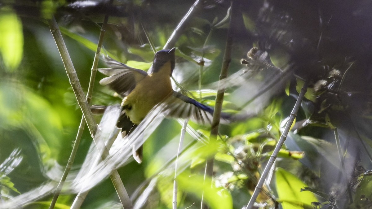 Sulawesi Blue Flycatcher - ML643481570