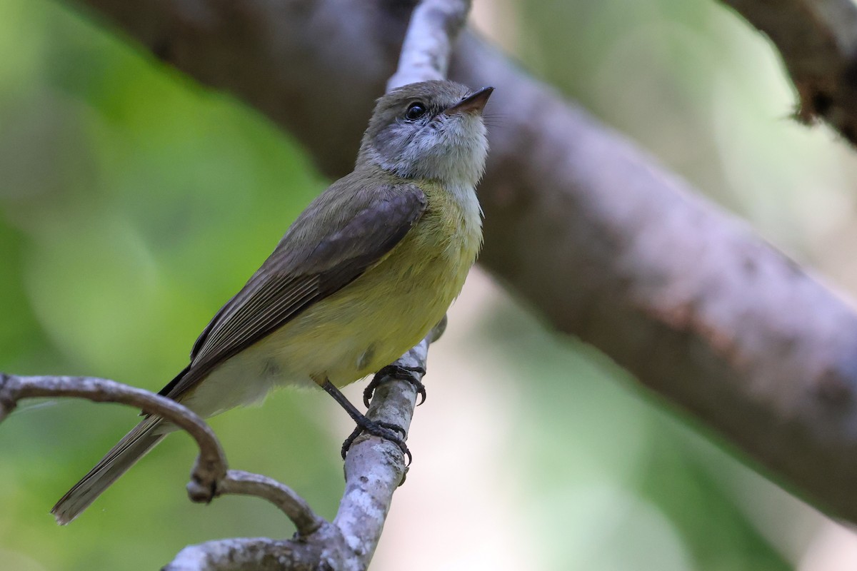 Lemon-bellied Flyrobin (Lemon-bellied) - ML643481571