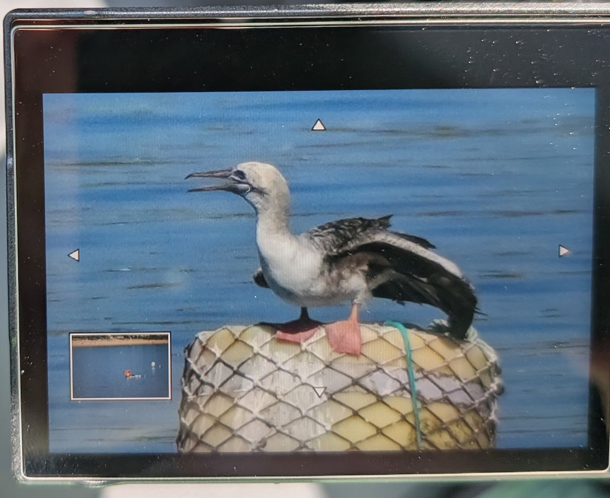 Rotfußtölpel - ML643481578