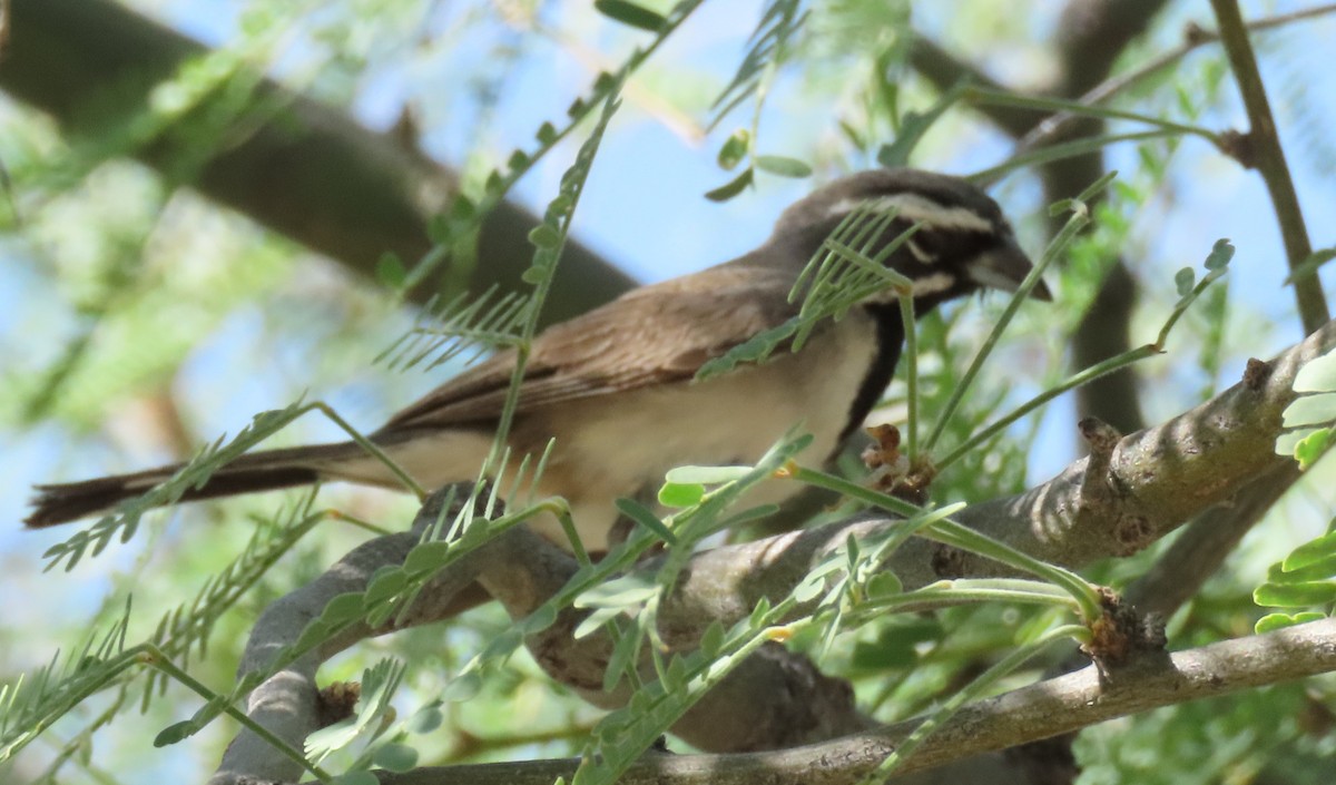 Black-throated Sparrow - ML643481580