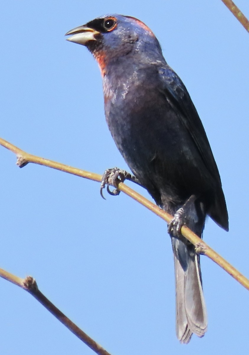 Varied Bunting - ML643481600
