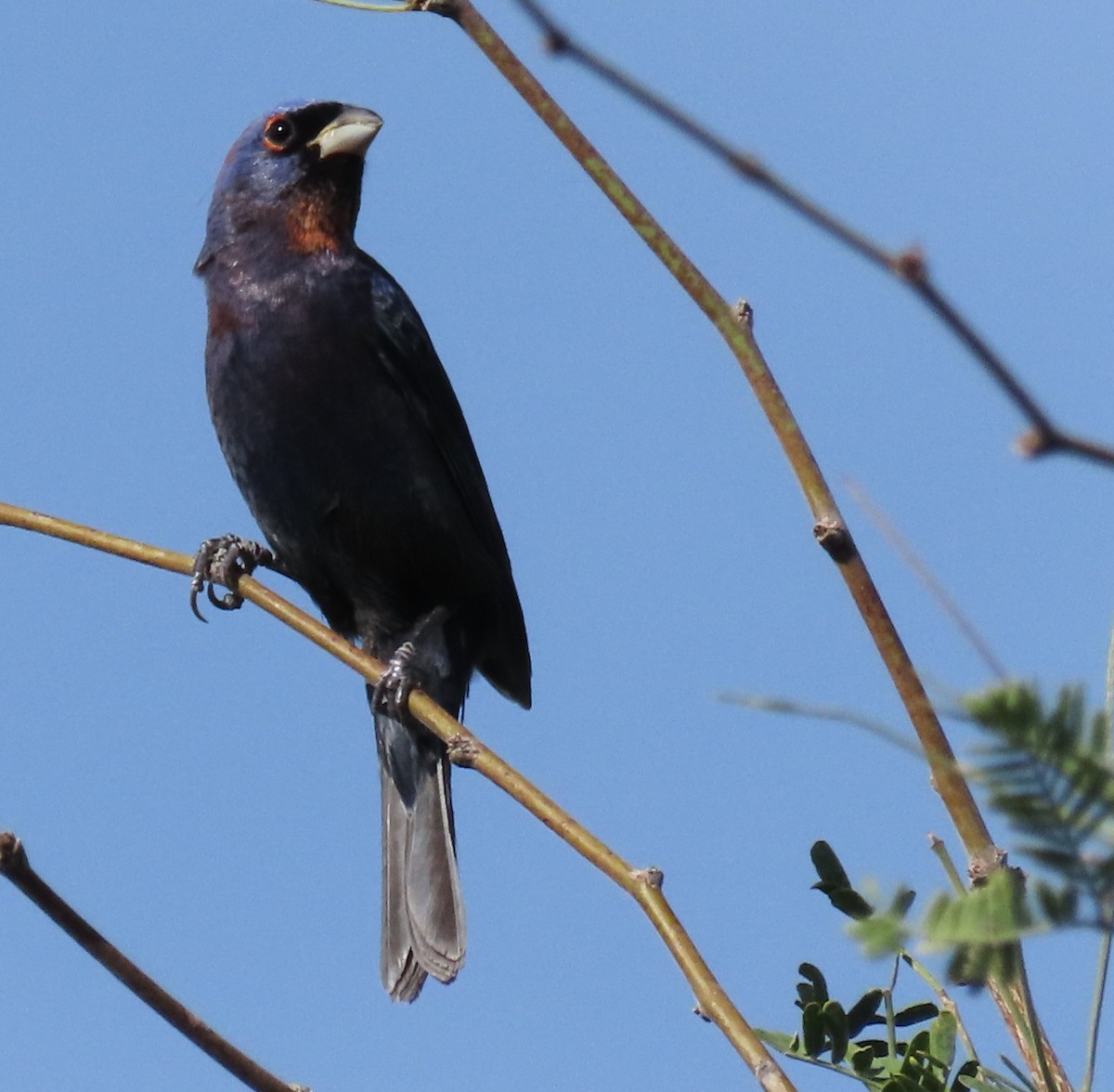 Varied Bunting - ML643481601