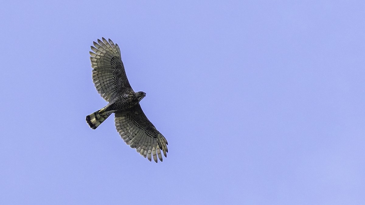 Sulawesi Hawk-Eagle - ML643481608