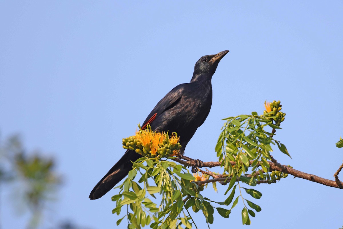 Red-winged Starling - ML643481622