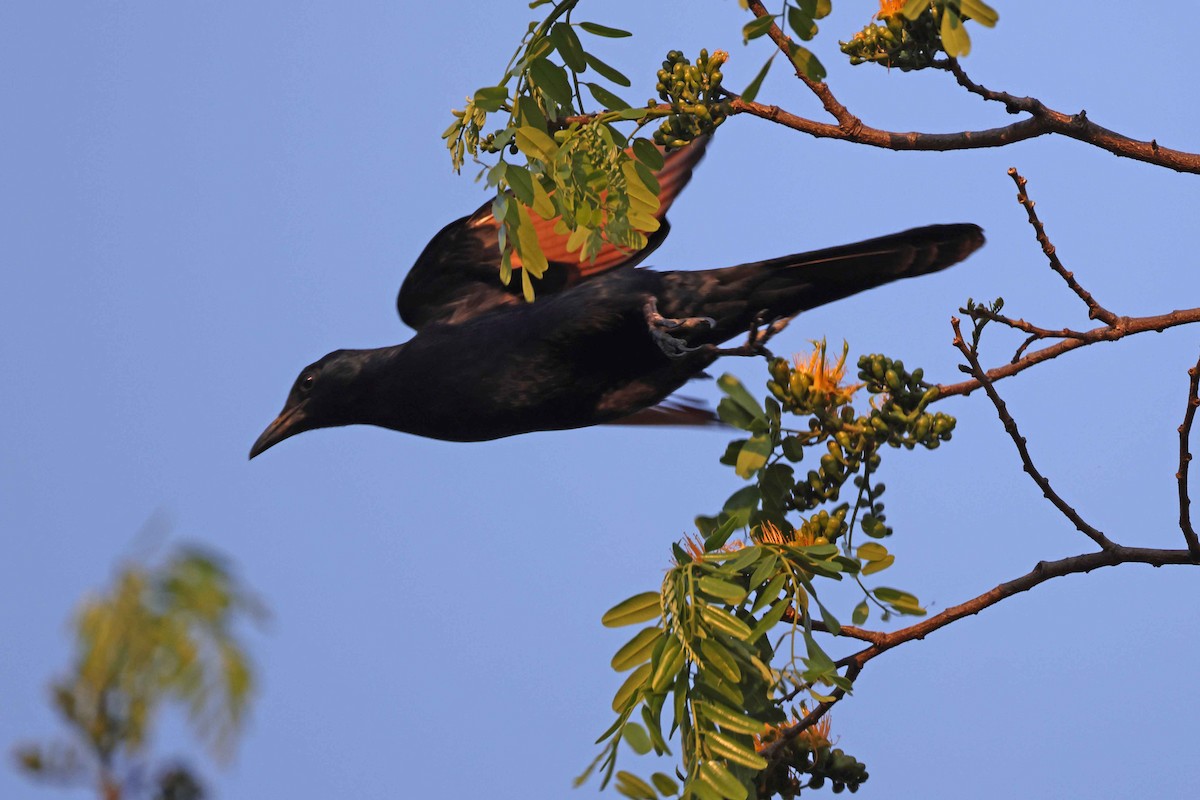 Red-winged Starling - ML643481623