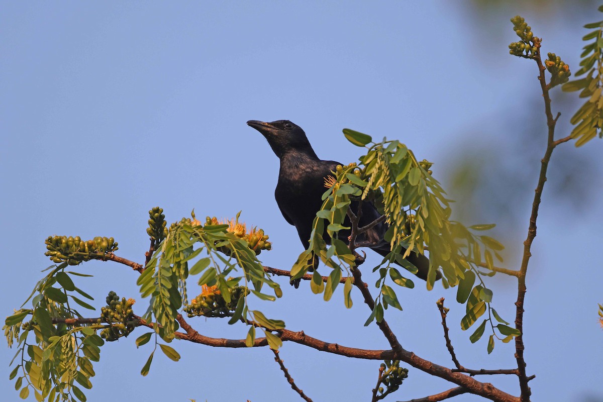 Red-winged Starling - ML643481624