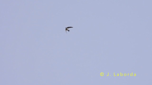 シロハラアマツバメ - ML643481638