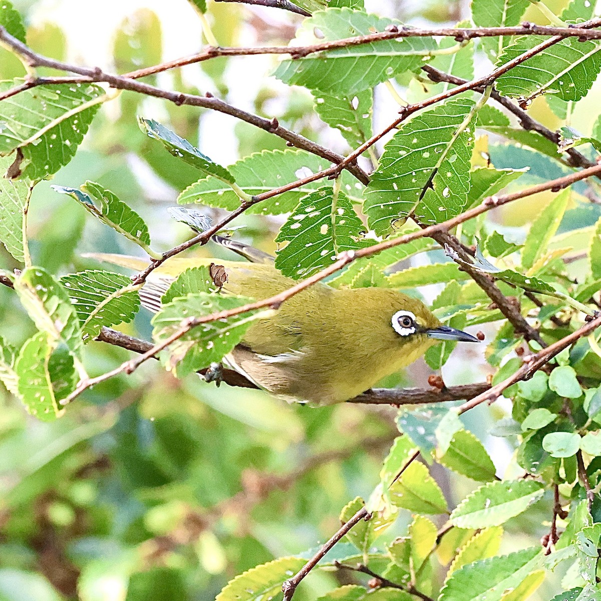 Warbling White-eye - ML643481653