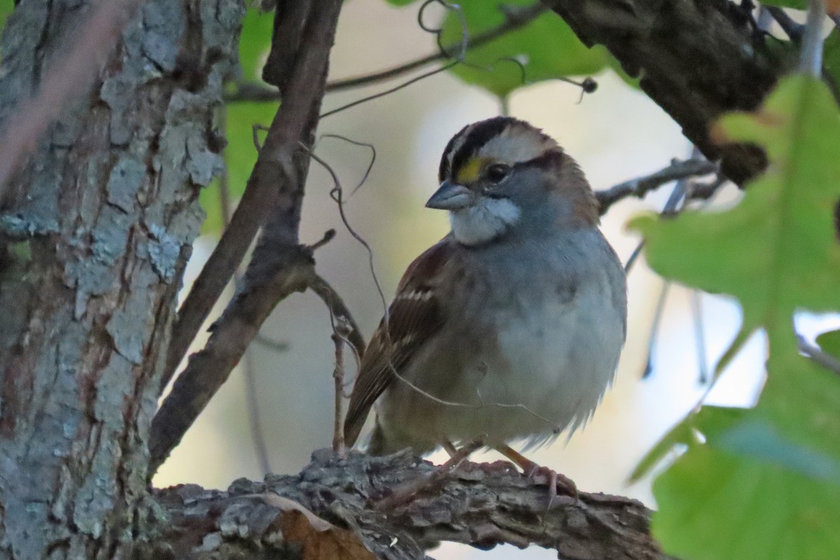 White-throated Sparrow - ML643481675